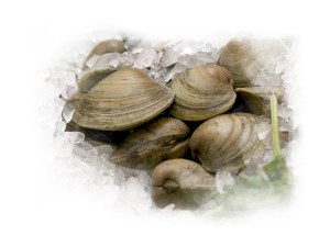 clams