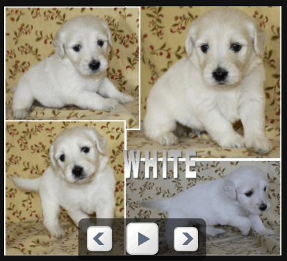 Golden doodle puppy on carpool candy.com