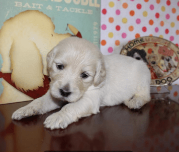 Golden doodle puppy on carpoolcandy.com