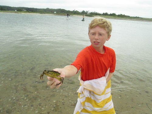 Crab grabbing on Tashmoo Pond, near Vineyard Haven, Martha's Vineyard on carpoolcandy.com