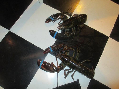 Lobster races on Martha's Vineyard on carpoolcandy.com