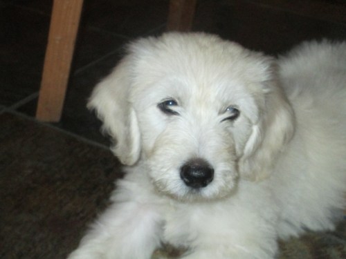 1st days with new puppy on carpoolcandy.com