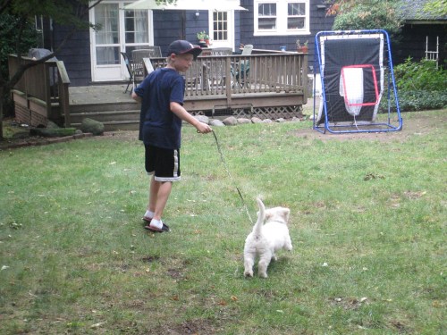 New Golden Doodle puppy on carpoolcandy.com