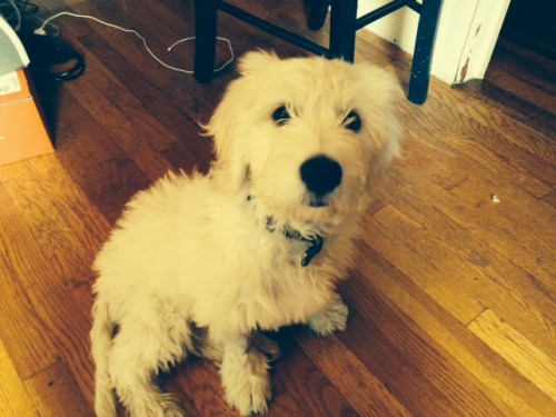 cute puppy eats poison on carpoolcandy.com