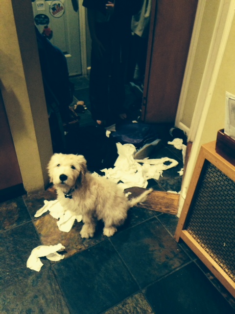 Puppy eats toilet paper on carpoolcandy.com