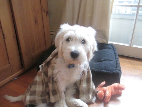 Puppy in a blanket on carpoolcandy.com