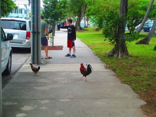 Key West chickens on street on carpool candy.com