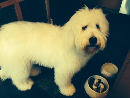 Golden doodle groomed on carpoolcandy.com