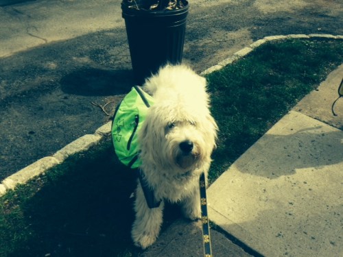 Golden Doodle on carpoolcandy.com