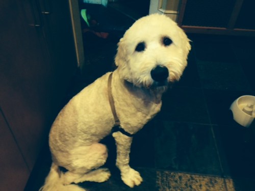 Golden Doodle shaved on carpoolcandy.com