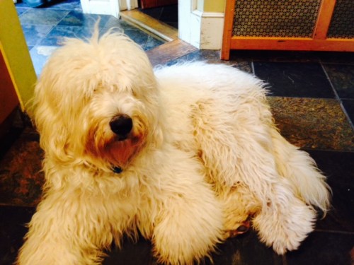 Golden Doodle on carpoolcandy.com