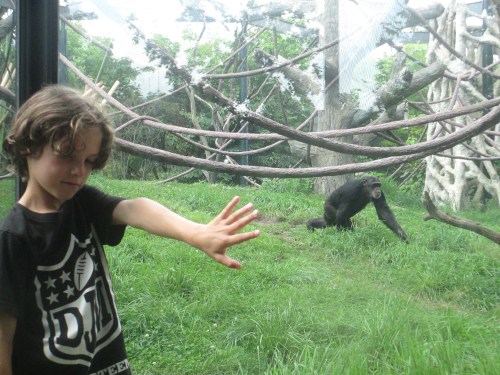 Lincoln Park zoo Chicago on carpoolcandy.com