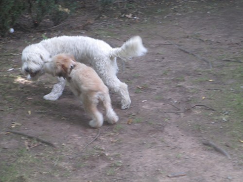 golden doodle loves wheaton terrier puppy on carpoolcandy.com