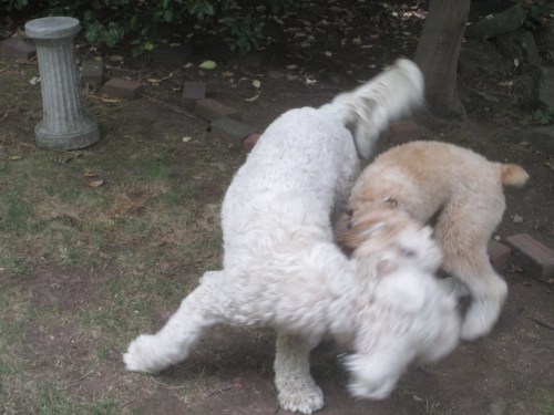 golden doodle loves wheaton terrier puppy on carpoolcandy.com