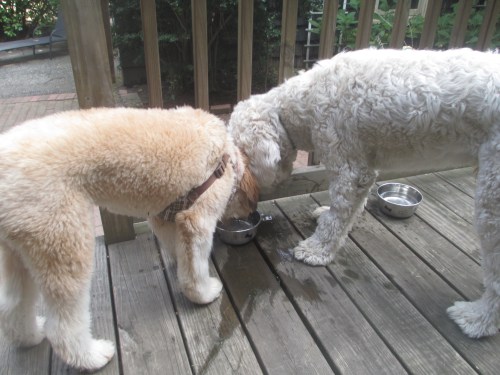 golden doodle loves wheaton terrier puppy on carpoolcandy.com