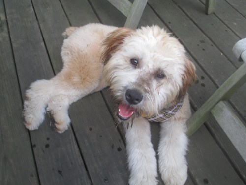golden doodle loves wheaton terrier puppy on carpoolcandy.com