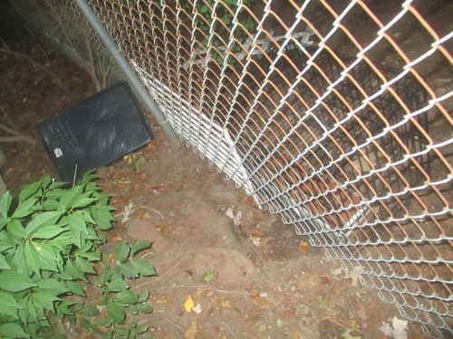 golden doodle loves wheaton terrier puppy on carpoolcandy.com