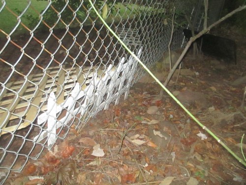golden doodle loves wheaton terrier puppy on carpoolcandy.com