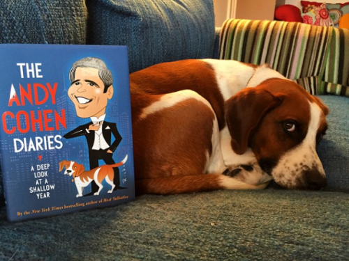 Andy Cohen's dog, Wacha, new book on Instagram