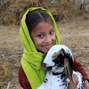 heifer international on carpoolcandy.com