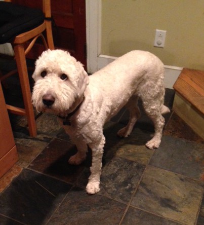 My goldendoodle ate 18 brownies and survived on carpoolcandy.com