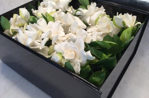 High Camp Supply gardenias on carpoolcandy.com