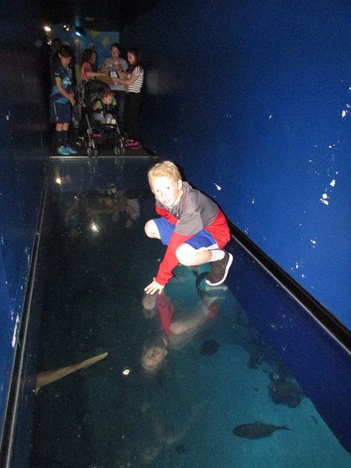 London Aquarium with kids on carpoolcandy.com