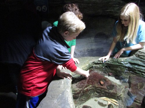 London Aquarium with kids on carpoolcandy.com