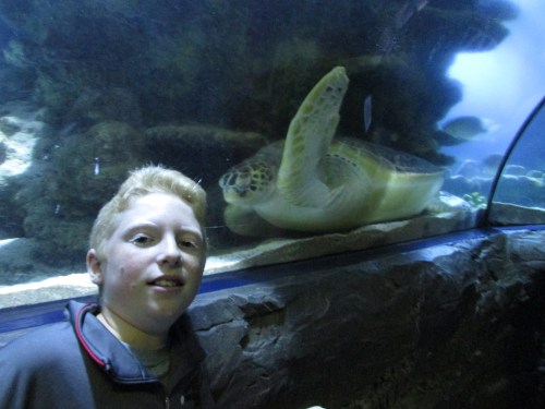 London Aquarium with kids on carpoolcandy.com