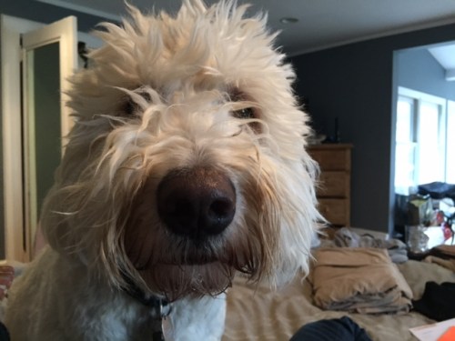 Brady needs a lot of extra attention and often has personal space issues. 